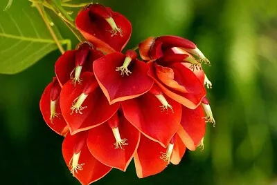 flor
