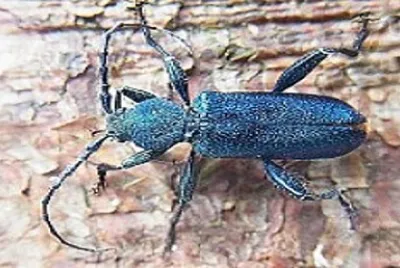 פאזל של a