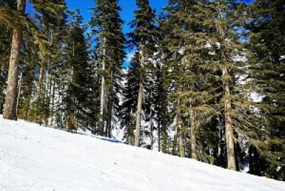 Neve e floresta