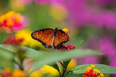 Borboleta