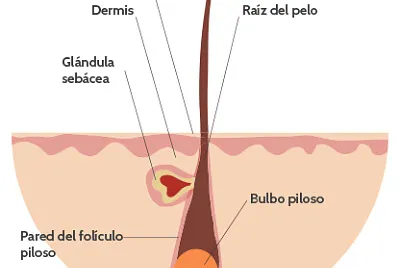 el pelo 1