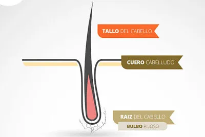 pelo 3