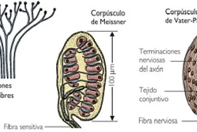 terminaciones nerviosas
