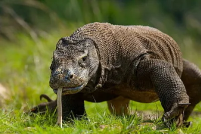 DRAGON DE COMODO jigsaw puzzle