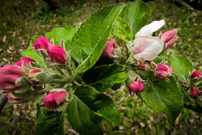 Fleurs de pommier jigsaw puzzle