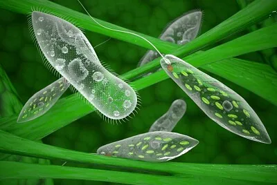 Protozoários