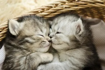 dos gatitos durmiendo juntos