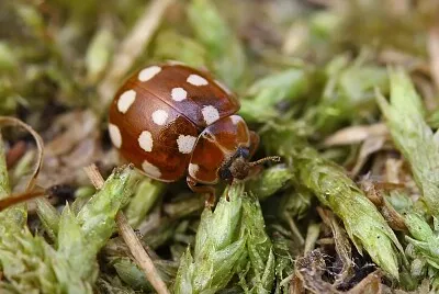 Coccinella color crema