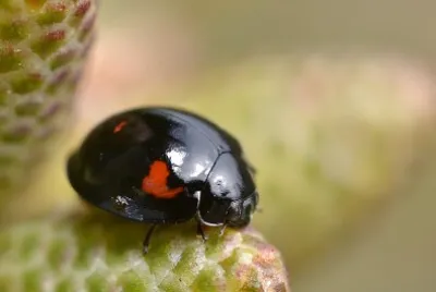 Coccinella del pino jigsaw puzzle