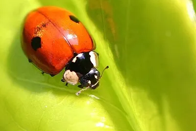 Adalia bipunctata jigsaw puzzle