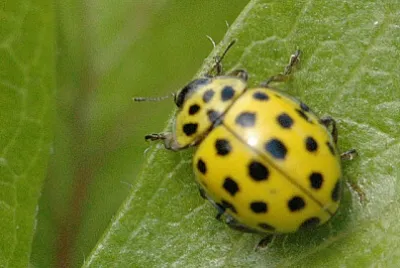 Psyllobora vigintiduopunctata