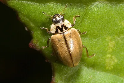Aphidecta obliterara