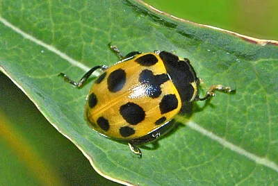 Hippodamia notata