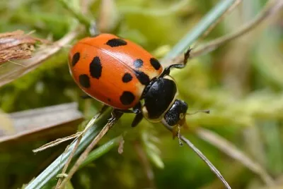 Hippodamia septemmaculata