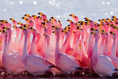 FLAMINGOS jigsaw puzzle