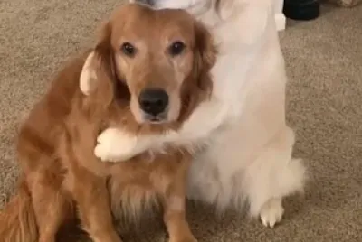 dos perros abrazandose