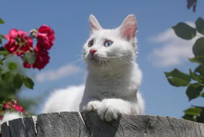 un gato hermoso entre un lindo y hermoso paisaje