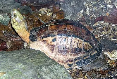 Scatola del Vietnam meridionale