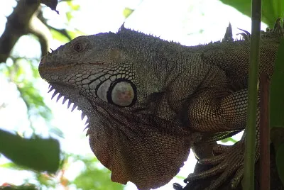 Iguana verde al acecho jigsaw puzzle