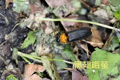 黑翅晦螢