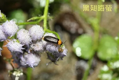 黑翅晦螢