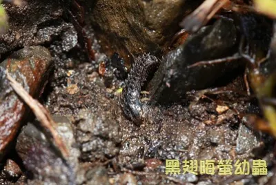 黑翅晦螢幼蟲