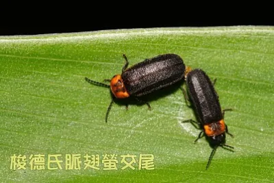 梭德氏脈翅螢成蟲交尾