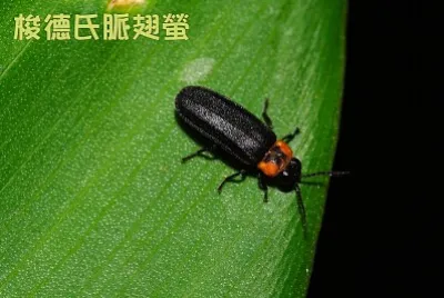 梭德氏脈翅螢