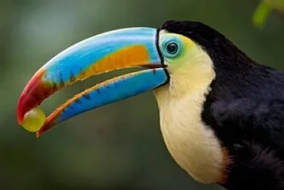 animales