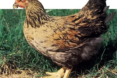 GALINHA