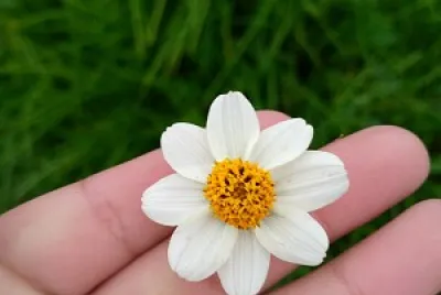 La naturaleza