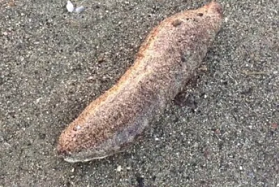 פאזל של Cetriolo di mare