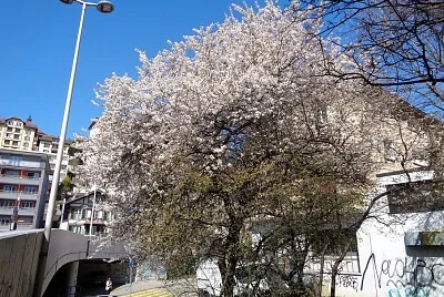 Neuchâtel cerisier en fleurs