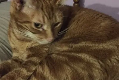 HappCat resting