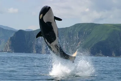 SALTO DE LA ORCA jigsaw puzzle