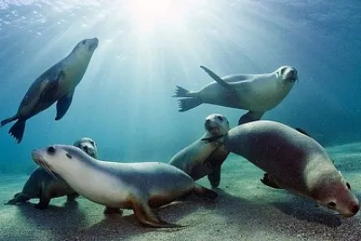 FAMILA DE FOCAS jigsaw puzzle