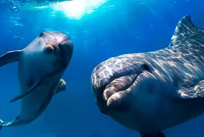 PAREJA DE DELFINES jigsaw puzzle
