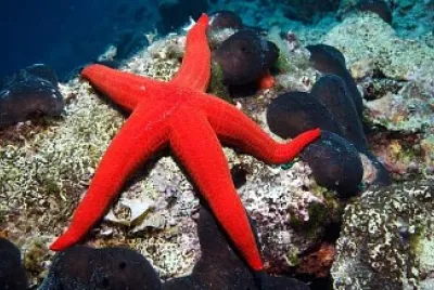 ESTRELLA DE MAR ROJA jigsaw puzzle