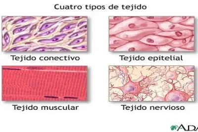Arma el rompecabezas del tejido animal