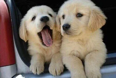 perro golden