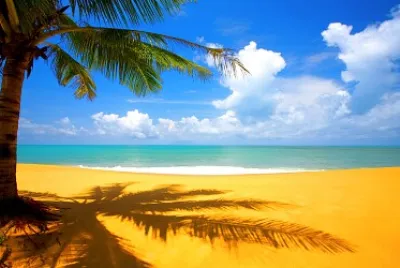 playa con palmera