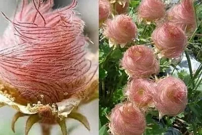 La rosa de sharon.