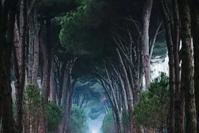 Bosques Pisa Italia