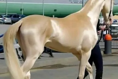 Caballo dorado