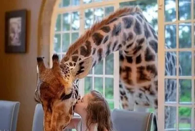 Jirafa
