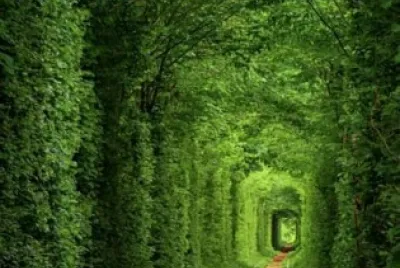 Tunel de arboles Ucrania