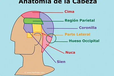 parte de la cabeza