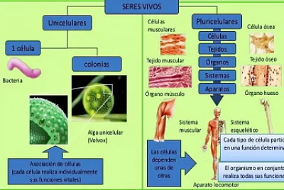 UNICELULAR Y PLURICELULAR jigsaw puzzle