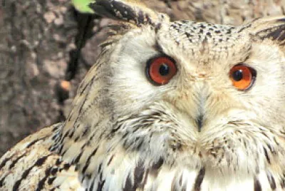 Gufo reale siberiano