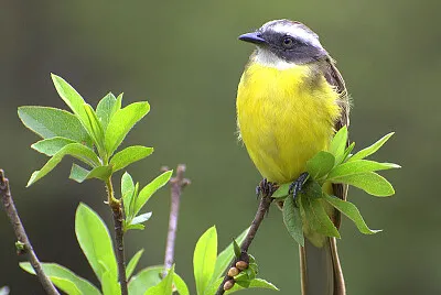 Myiozetetes similis